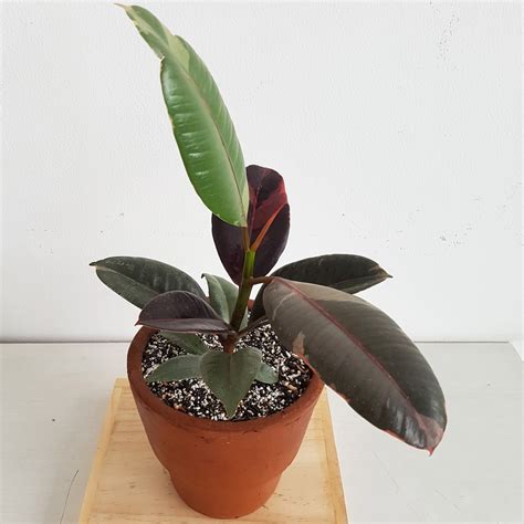 Jual Onni Rubber Plant Ruby Tanaman Hias Koleksi Shopee Indonesia