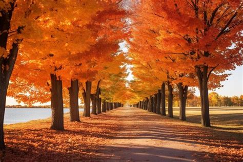 Premium AI Image | a tree lined road in autumn