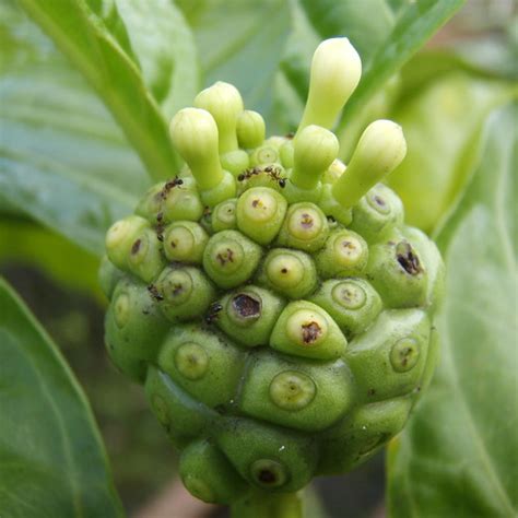 Ants Commonly Scar Noni Morinda Citrifolia Fruits At The Flickr