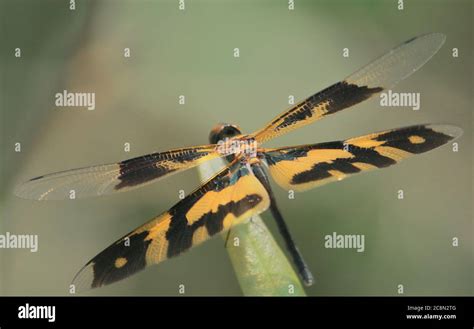 A Female Common Picture Wing Dragonfly Rhyothemis Variegata Sitting