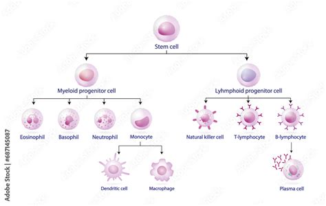 Cells Of The Innate And Adaptive Immune System Hematopoiesis Cell Type