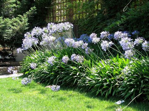 Agapanthus Lily Of The Nile