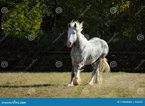 Beautiful Dapple Grey Horse Running on the Field Stock Photo - Image of ...