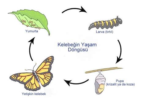 Kelebeklerin Yaşam Döngüsü » Bilgiustam