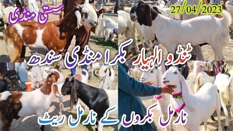 Tando Allahyar Bakra Mandi Latest Update Today Bakra Eid