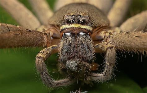 Get To Know The Huntsman Spider | Wildest