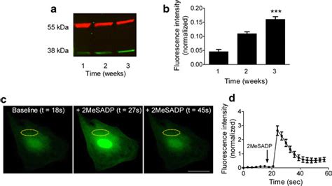 Cultured Astrocytes Express P2Y1 Receptors A P2Y1 Receptor Expression