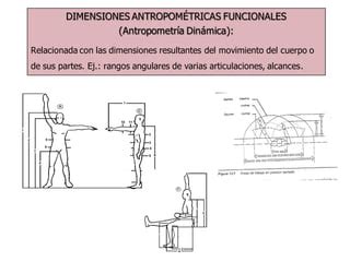 Antropometr A Ppt