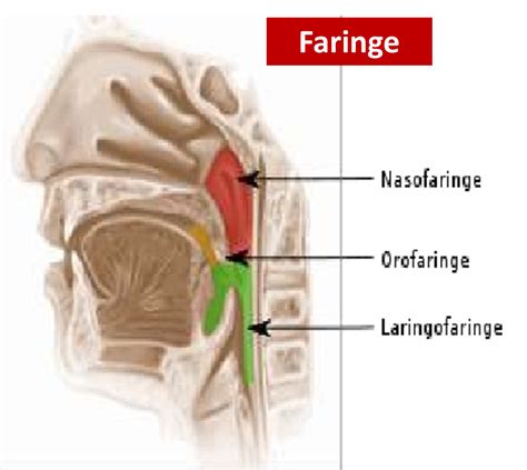 MEDICINA ANATOMIA DE LA FARINGE