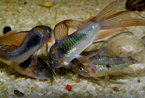 Corydoras Varieties