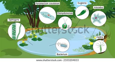 Pond Microorganisms Over 303 Royalty Free Licensable Stock Illustrations And Drawings Shutterstock