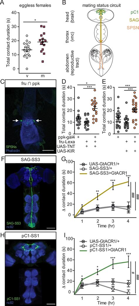 Mating Activates Neuroendocrine Pathways Signaling Hunger In Drosophila Females Elife