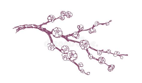 Hand Drawn Vector Pink Plum Blossom Illustration Stock Vector