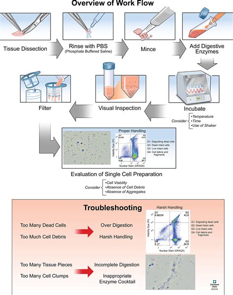 Best Practices For Preparing A Single Cell Suspension From Solid