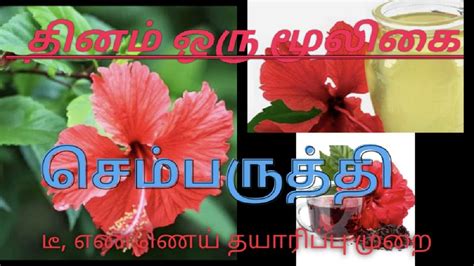 தனம ஒர மலக part 36 சமபரதத sembaruthi oil sembaruthi tea