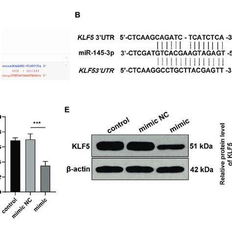 MiR 143 3p Targeted KLF5 In HPDLCs A Binding Site Of MiR 145 3p