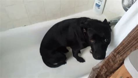 Don'T Make Me Take A Bath! GIF - Dog Bath - Discover & Share GIFs