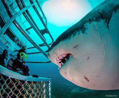 Great White Sharks — Australia Big Animals Expeditions