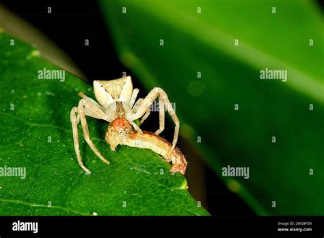 Square Ended Crab Spider Sidmella Sp Eating A Caterpillar Stock