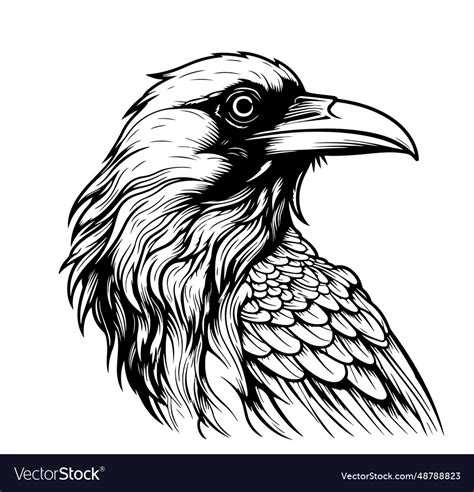 Crow head sketch hand drawn Royalty Free Vector Image