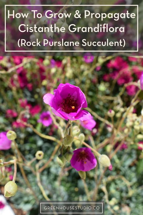 Succulent Propagating Rock Purslane Aka Super Succulent Cistanthe