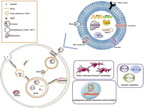 The Roles Of Exosomes In Ovarian Cancer Chemo Resistance