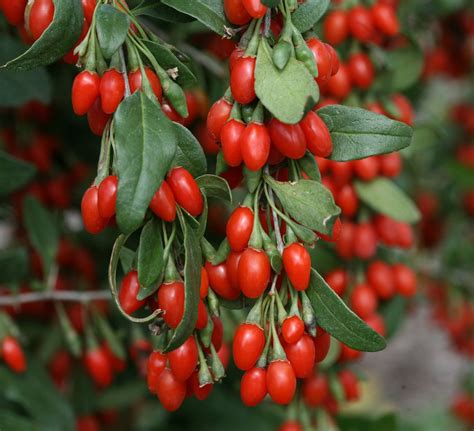 Himalayan Goji Berry Lycium Barbarum 25 Seeds