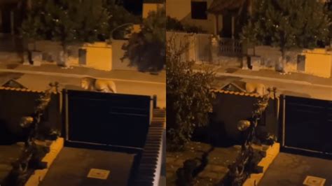 Viral Lion Video: Escaped Zoo Lion Roams Streets In Residential Area ...