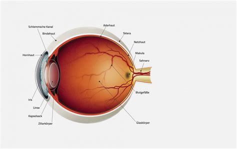Anatomie des Auges MVZ Lumedico Düsseldorf