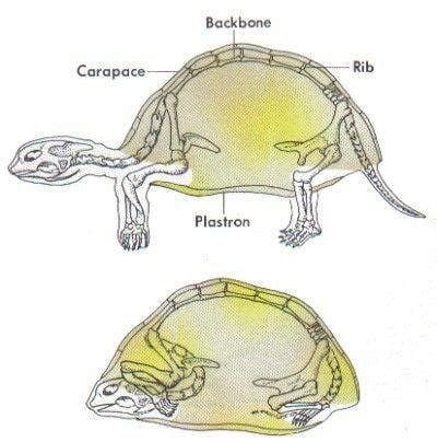 Anatomical Structure Of A Turtle S Shell 9GAG