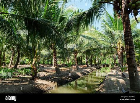 Image Of Coconut Farm At Samut Sakhon Province Thailand Stock Photo