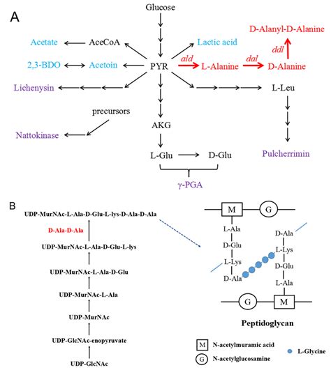 Graphical representation of L/D-alanine and D-alanyl-D-alanine... | Download Scientific Diagram