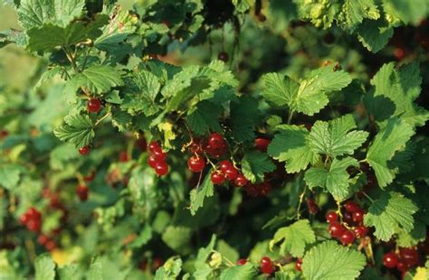 Ribes Rubrum Red Lake Red Lake Currant From Scotts Garden Centre