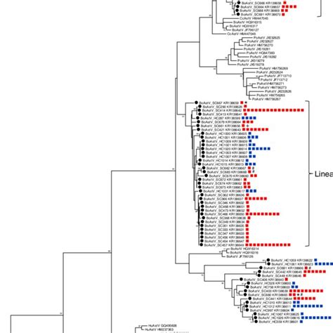 Phylogeny Of Unique AstV Clones As Inferred From Partial RdRp