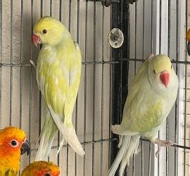 Raw Parrot Price Latest Sale Guide Parrots For Sale