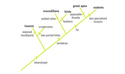 Phylogenetics And Bioinformatics Comparing Dna Sequences To Understand