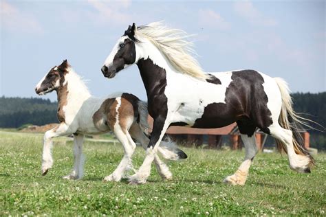 Gypsy Vanner Horse Breed Profile