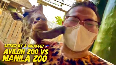 Licked By A Giraffe At Avilon Zoo Vs Manila Zoo Full Walking Tour