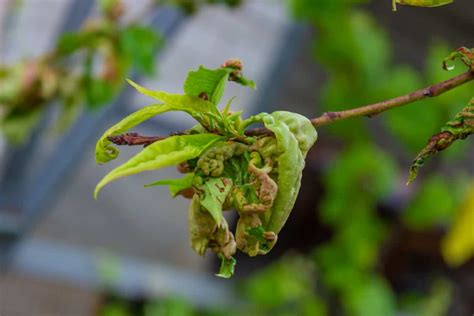 How To Treat Peach Leaf Curl Naturally Fix With Effective Home