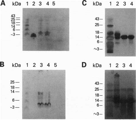 Peptide Mapping A And B S Aureus V8 Protease Mapping Duplicate