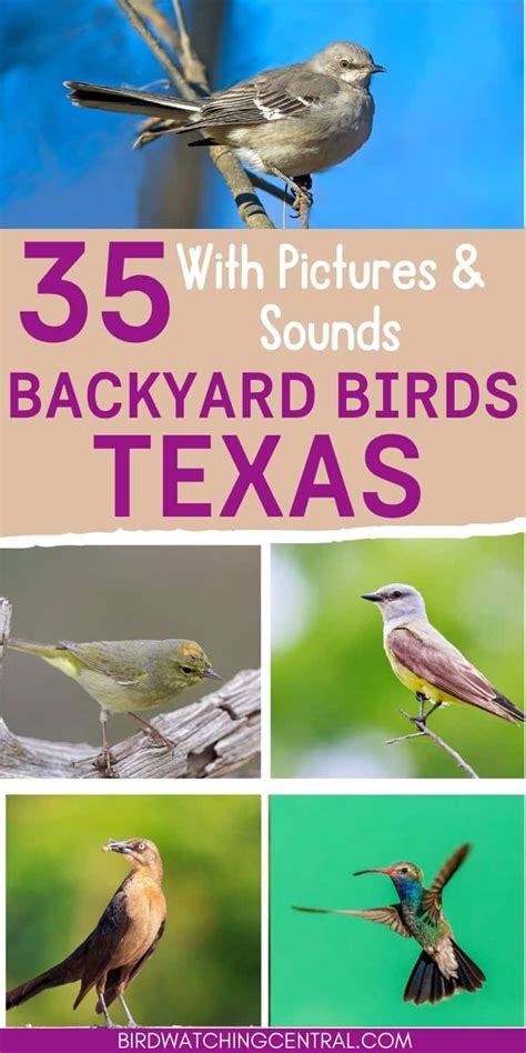 35 Backyard Birds In Texas Birdwatching Central