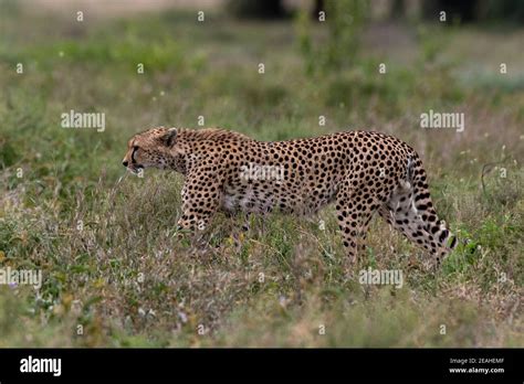 A Cheetah Acynonix Jubatus Walking In The Grass Ndutu Ngorongoro