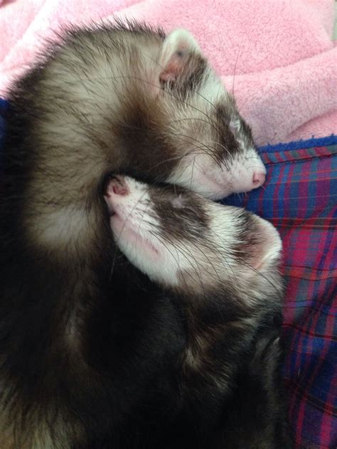 Ferret love | Cute ferrets, Funny ferrets, Ferret