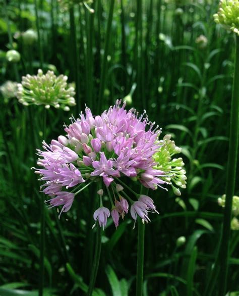 Allium 'Millennium' | Allium | Jim Whiting Nursery