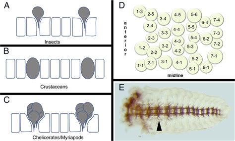 Evolving Specialization Of The Arthropod Nervous System Pnas