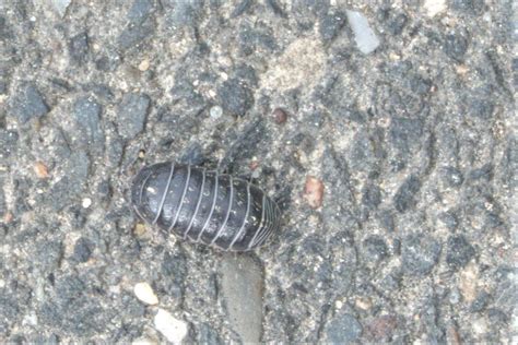 Gew Hnliche Kugelassel Armadillidium Vulgare Gew Hnliche Flickr