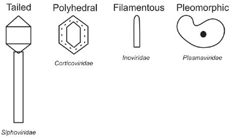 Types of bacteriophages . | Download Scientific Diagram