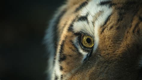 Tigre de Sibérie ⋆ Zoo de Mulhouse, parc zoologique et botanique