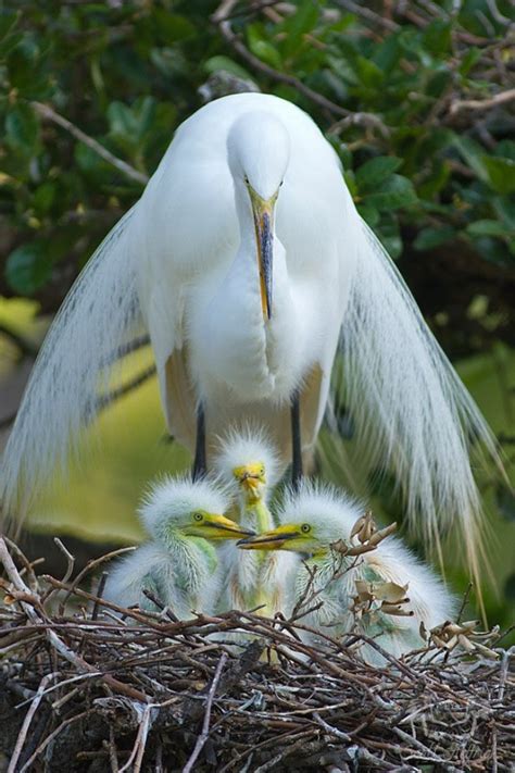 Protective mommy | Animals beautiful, Pet birds, Pretty birds