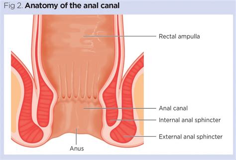 Anal Canal Anatomy Anatomical Charts Posters